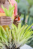 Woman dividing an aechmea, in summer. Separation of shoots around a plant that has flowered.