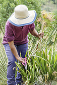 Woman cleaning agapanthus plants in late summer.