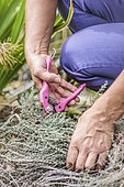 Woman folding a thyme plant to regenerate it.