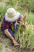 Woman cleaning bearded irises (Iris germanica) in late summer. Removal of old foliage and remnants of inflorescences.
