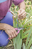 Woman cleaning bearded irises (Iris germanica) in late summer. Removal of damaged but still mostly green leaves.