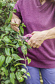 Woman pruning a honeysuckle: the sarment stems are shortened.