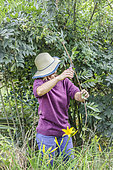 Woman pruning a wisteria during the summer: the wisteria stems are strongly bent.