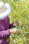 Woman pruning a Banks rose (Rosa banksiae) in summer: the stems are shortened downwards from a current year's shoot and directed upwards.