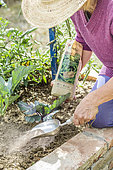 Woman spreading a diatomaceous earth powder slug-protection barrier in a small vegetable garden.