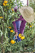 Woman harvesting yellow tomatoes 'Azoychka Russian'