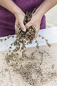 Récolte de graine de chicorée (plante à autogamie dominante) : les semences sont fidèles à la variété d'origine si aucune chicorée ne fleurit dans un rayon de plusieurs centaines de mètres.