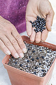 Woman sowing cannas step by step. 2: Spreading seeds in a seedling pot.
