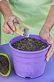 Sowing spinach in a pot, step by step. 1: broadcast the seeds on the sowing mix.