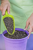 Sowing spinach in a pot, step by step. 2: cover with a layer of substrate