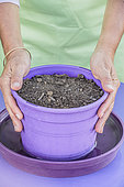Sowing spinach in a pot, step by step. 3: watering by soaking.
