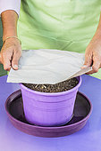 Sowing spinach in a pot, step by step. 4: Cover to keep humidity and avoid heat (in summer).
