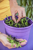 Sowing spinach in a pot, step by step. 6: thinning out overgrown seedlings.