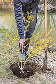 Planting a Hamamelis (Hamamelis sp) in flower at the end of winter