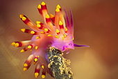 Firetip nudibranch (Trinchesia sibogae) at a depth of 40 meters on the spot "Coude à Jojo" in the S pass of Mayotte.