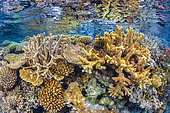 Massif corallien riche de formes et de couleurs sous la surface, Mayotte