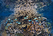 The throne of the reef. The throne of the northern reef could be this coral spud overhung by a "stag horn" coral, Mayotte