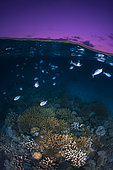 S-shaped reef at blue hour, shortly after sunset, Mayotte