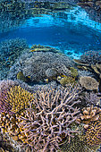 Reef beauty. A wonder of nature, the coral reefs! Mayotte