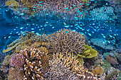 Coral Life Explosion. An explosion of life and biodiversity on the northern reef of Mayotte.
