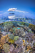 Coral garden of the North Reef. A bird's eye view of the coral garden of the North Reef of Mayotte and its formidable biodiversity