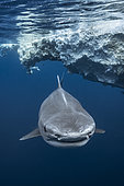 Face to face with a Tiger Shark. Tiger shark (Galeocerdo cuvier) below the surface, Mayotte