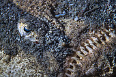 The Sea Monster. Close up of a Uranoscape lying in wait in the sand of the S-shaped channel. If a prey has the misfortune to pass near its huge mouth, it will be swallowed in a fraction of a second. Mayotte