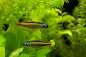 Golden Congo Tetra (Phenacogrammus aurantiacus) pair in aquarium