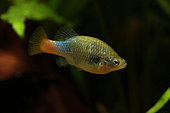 Redtail Goodeid (Xenotoca doadrioi), Xenotoca doadrioi "San Marcos" male in aquarium