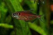 Red Laser Tetra (Hemigrammus coeruleus) male in aquarium