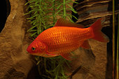 Goldfish (Carassius auratus) adult in an aquarium