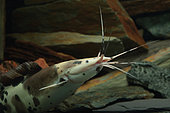 Walking catfish (Clarias batrachus) in aquarium