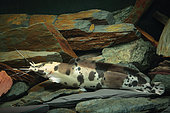 Walking catfish (Clarias batrachus) in a setting of stones in an aquarium