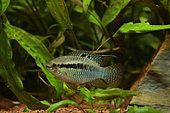 Flag acara (Laetacara curviceps) male in aquarium