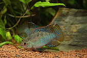 Flag acara (Laetacara curviceps) males displaying in aquarium