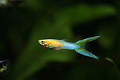 Guppy endler (Poecilia wingei) lyre gold bleu mâle en aquarium. Forme d'élevage