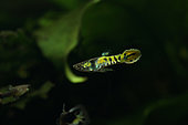 Guppy endler "tiger" (Poecilia wingei), mâle en aquarium. Forme d'élevage