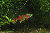 Aphyosemion de Fellmann (Aphyosemion fellmanni) mâle en aquarium