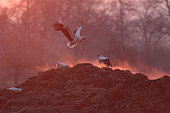 White Stork (Ciconia ciconia). Storks looking for food on a pile of steaming manure at daybreak. Alsace, France