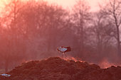 White stork (Ciconia ciconia). Stork snapping its beak on a pile of steaming manure at sunrise. Alsace, France