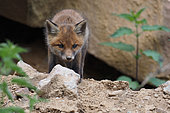 Red fox (Vulpes vulpes), cub at the entrance of its den, Alsace, France
