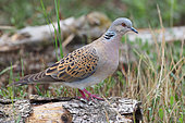 European Turtle Dove (Streptopelia turtur) on a stump, Alsace, France