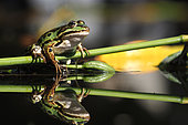 Green frog (Pelophylax kl. esculentus) on a yellow iris stem and its reflection in the water, Alsace, France