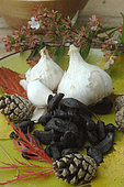 Cultivated garlic (Allium sativum) white garlic pods and black garlic, health benefits