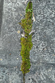 Moss growing between the tiles of a terrace