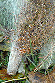 Pine processionary caterpillar (Thaumetopoea pityocampa) nests on Scots pine (Pinus sylvestris) on the ground. Removal of processionary caterpillar nests, which are harmful to trees and very stinging to animals and humans.