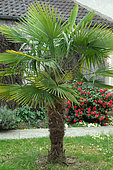 Palm tree in a garden