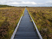 Passage through the peat bogs, Glasson Moss National Nature Reserve, South Solway Mosses National Nature Reserve, Cumbria, Angleterre