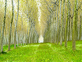 Poplar plantation in the Po Valley, Italy