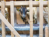 Milking of goats, Slovenia